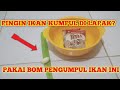 BOM PENGUMPUL IKAN MAS LOMBA//ikan auto kumpul di lapak kita