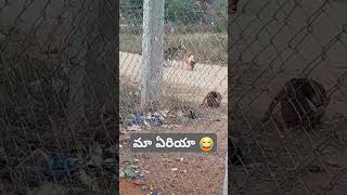 మా ఏరియా 🐕 మీ ఏరియా 🐶 #ytshorts #comedy #funnydubb #doglover #animaldub .