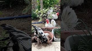 それぞれのにわとりの砂浴び場　A sand bath place of each rooster #ニワトリ #チャボ #backyardchickens #ペット#癒し