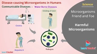 Microorganisms Friend and Foe Class 8 Science - Harmful Microorganisms