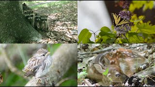 Wildlife of the Pennsylvania Homestead // Animals , Birds, and Insects // Animal Montage