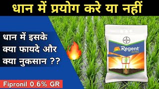 धान और गन्ने में Regent Ultra डालने के क्या फयदे और क्या नुक़सान ? Bayer Regent Ultra In Paddy Crop