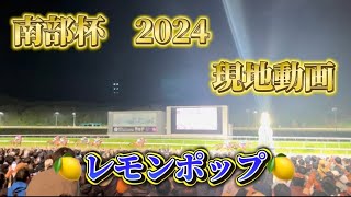 南部杯　現地動画　2024 実戦【レモンポップ】坂井瑠星