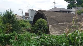 大戦争遺産　旧陸軍大正飛行場掩体壕