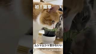 猫草を食べる時のムシャムシャ音、最高にかわいい #shorts #猫