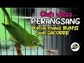 Ciak Joss Kecial Kuning PERANGSANG Bunyi Kecial MALAS Bunyi Jadi GACOR‼️| PEPADU KECIAL