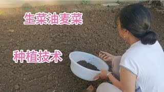 全网最简单最实用的生菜油麦菜种植经验分享，现场边种边讲解！