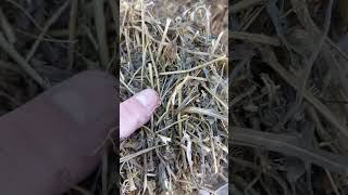 Sianokiszonka z lucerny. #alfalfa silage