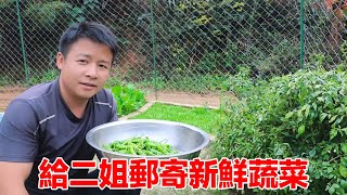 石頭心疼二姐遠嫁，單擔心她沒有新鮮蔬菜吃，一早就去菜園摘菜給她【石頭秀】