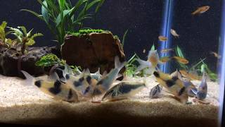 Corydoras feeding.