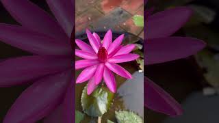 വീട്ടിലെ ആമ്പൽ സുന്ദരികൾ#waterlily#waterlillies#beauty#home#shorts