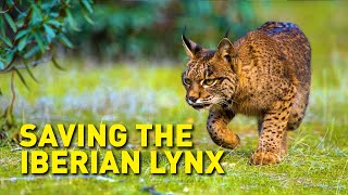 Once the world’s most endangered cat; now roaming Spain and Portugal