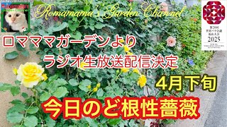 【薔薇開花】今日の壁沿いど根性薔薇の様子です　#つるバラ　#草取り