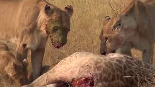 #_#Watchhow_lions_eat, #and_how_their_hunt_prey.