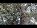 'Exeter Blitz' Holm oak - entire tree - September 2023