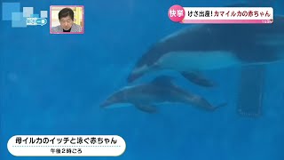 【カマイルカの赤ちゃん誕生】4年連続の快挙　母子ともに元気な姿《新潟・マリンピア日本海》