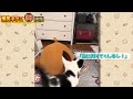 【2ch動物スレおもしろ猫50連発！】ツッコミどころ満載な猫のおもしろ動画集！パート7（鳴き声、子猫、かわいい）