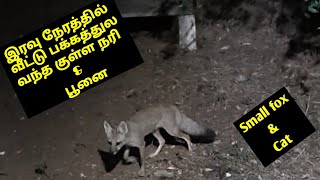 Small fox and cat video tamil/ குள்ள நரி / Bengal fox video /