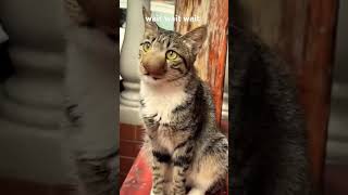 Funny cat video #catvideos #viralvideo #shortvideo #trendingshorts #newshorts