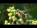 30秒の心象風景22572・ヤブガラシの花に～ミツバチ～