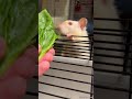 pet rat day diet 🥬🐀