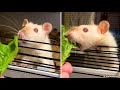 Pet Rat day diet 🥬🐀