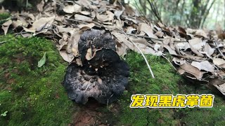 和小伙伴们上山采菌子，发现黑虎掌菌