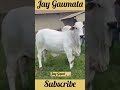 jay gaumata jay gopal cow yshorts gaumata