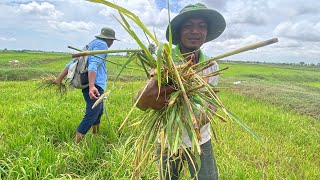 អឹម99+តោប្រាក់»ស្រែកសិករឈ្មោះ បងសូរ នៅភូមិក្តុយ ឃុំស្តើងជ័យ ស្រុកជើងព្រៃ ខេត្តកំពង់ចាម។