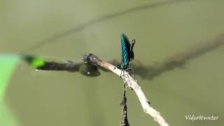 Banded Demoiselle / Calopteryx splendens / Hadovka lesklá  modrá