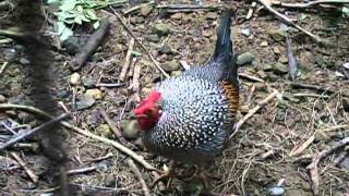 臺北市立動物園_鳥園區_灰野雞Gray jungle fowl