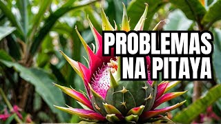 DEU RUIM A ROÇADEIRA NA PITAYA #dragonfruit #plantas #agro