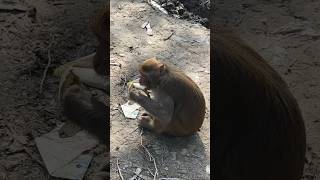 Monkey eating banana 🍌 #funny #shorts #animals #youtubeshorts #shortvideo @GANIMALWORLD