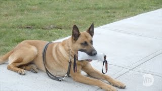 MTA PD Canine Training Facility