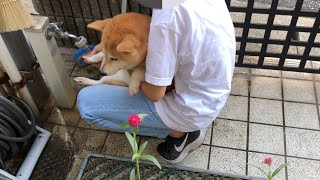 柴犬小春　お姉ちゃんの足洗いはノンビリ　後編、お勉強のお供