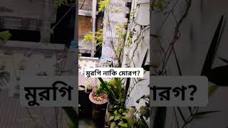 এমনি ডাকে কেমনে?  এটা মুরগী নাকি মোরগ?  বলতে পারবেন?  #animal #chiken #chikenlife #chikenvideo #fyp