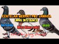 MERPATI POS TRAH JUARA LONG DISTANCE