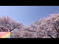 cherry blossoms view of the gojo river in oguchi town aichi prefecture japan【五条川桜】