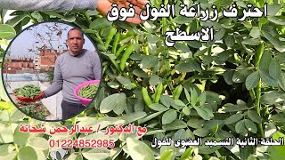 معلومات مهمة جدا لازم تعرفها عن زراعة الفول البلدى( الحراتى ) وتسميده العضوى للحصول على اعلى انتاج