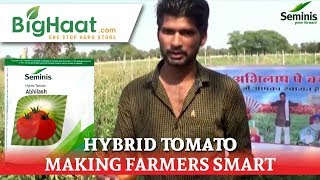 Seminis Abhilash Tomato Field Performance | BigHaat