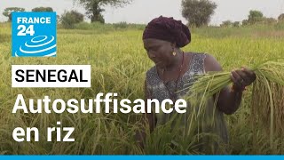 L’objectif sénégalais de l’autosuffisance en riz face aux restrictions d’export indiennes