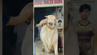 মাশাল্লাহ বিশাল গরু #gorulovers #youtubeshorts #gorubazar #animals #king #bangladesh #viral #shorts