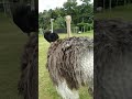 Jelita Ostrich Farm