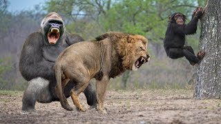 Gorilla Catch Lion Cub To Revenge After Being Unable To Save Cub From Lion Hunt And The Unexpected