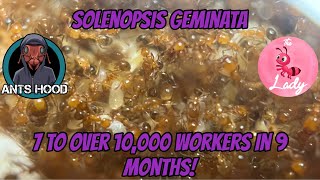 Solenopsis geminata, 7 to over 10,000 workers in just 9 months