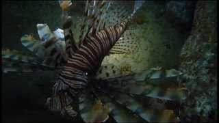 Luna lionfish