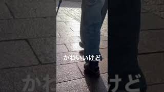 イタグレ飼っててよく言われること【散歩】#shorts