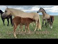 2025 Foal Update