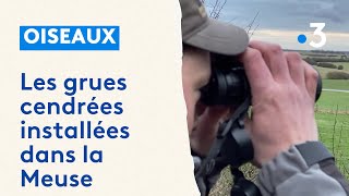 Les grues cendrées passent désormais l'hiver dans la Meuse