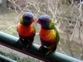 My funny lorikeets